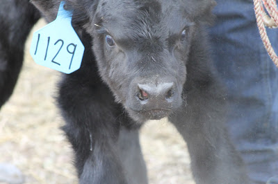 black Angus calf face 