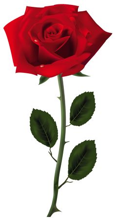 red rose images