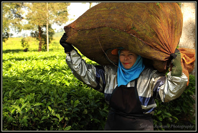 Pangalengan Tea Plantation