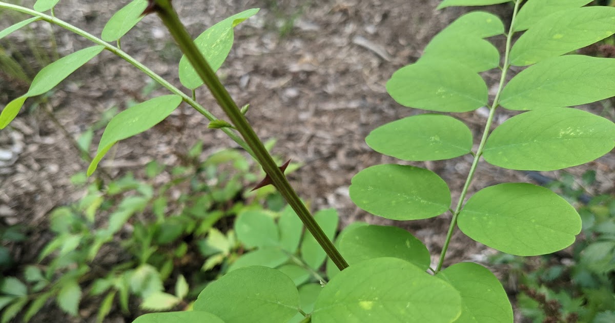 Confirmed Black Locust Seedings Backyard Invasive Tree