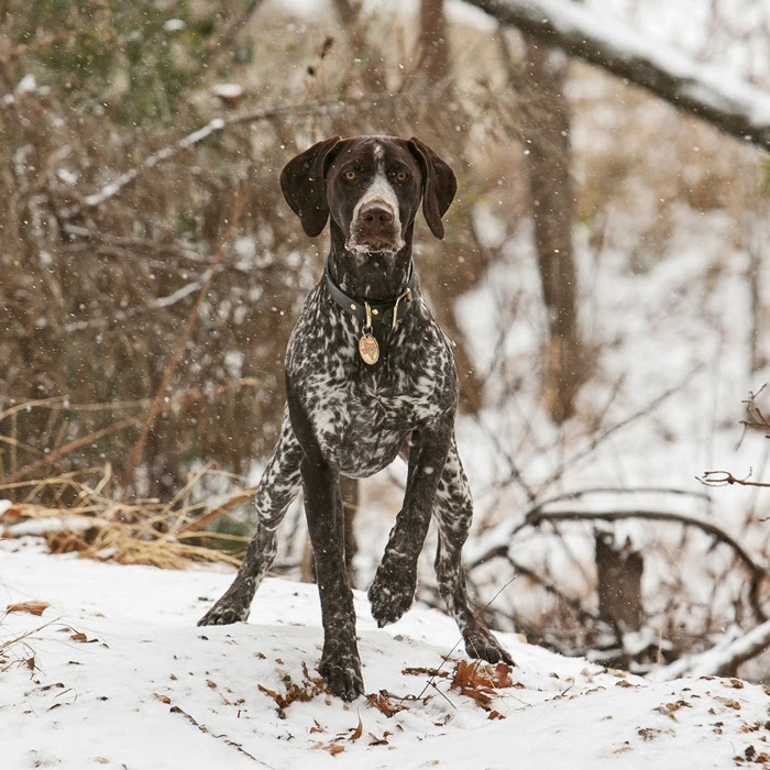Katy German Shorthaired Pointer: available