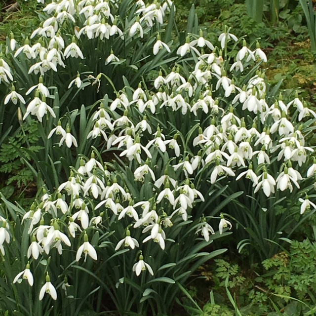 snowdrops in Cotswolds