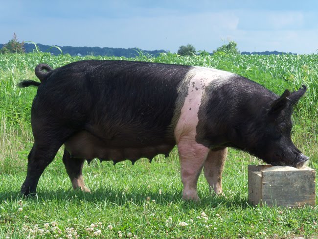 RAZAS DE CERDOS - Hampshire