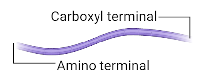 structure of intermediate filaments