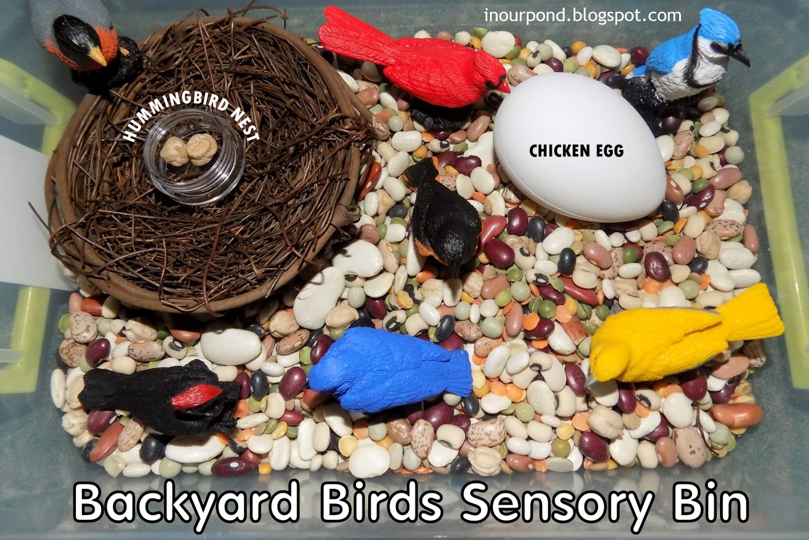 Birds and their Nest Sensory Tray for Preschoolers - Learning Step By Step