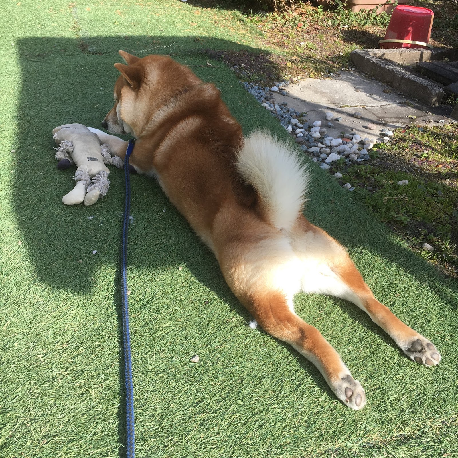 柴っぽくない柴犬ホームズのブログ お裁縫道具