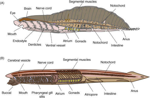 Classification of Subphylum Cephalochordata (Amphioxus)