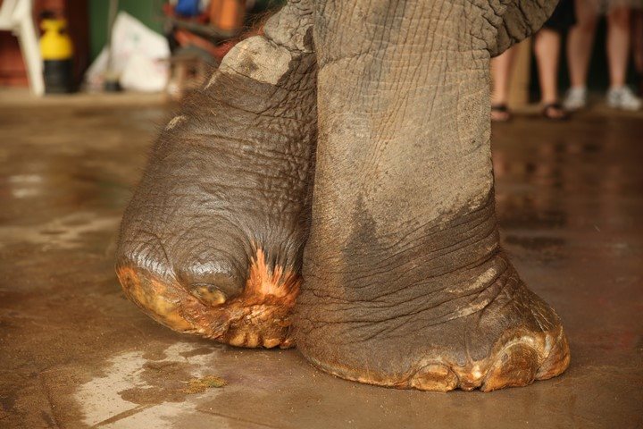 elephant leg