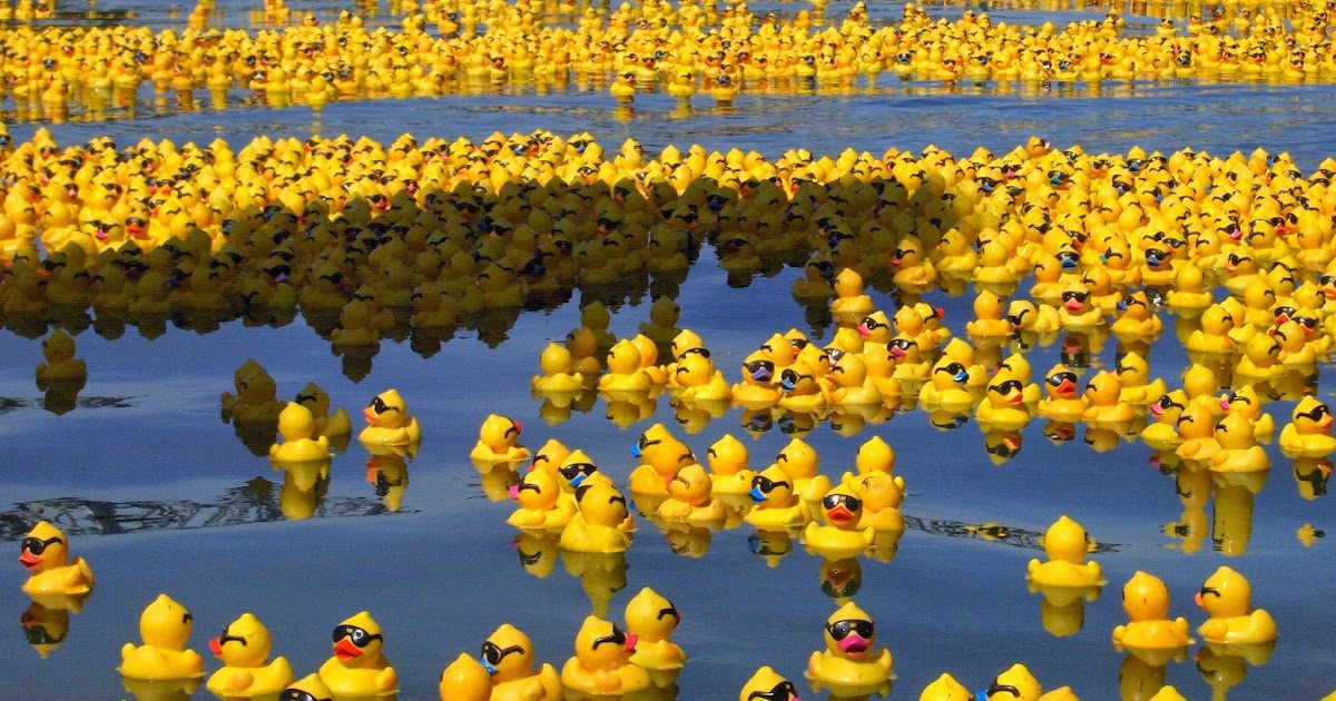 28000 rubber ducks