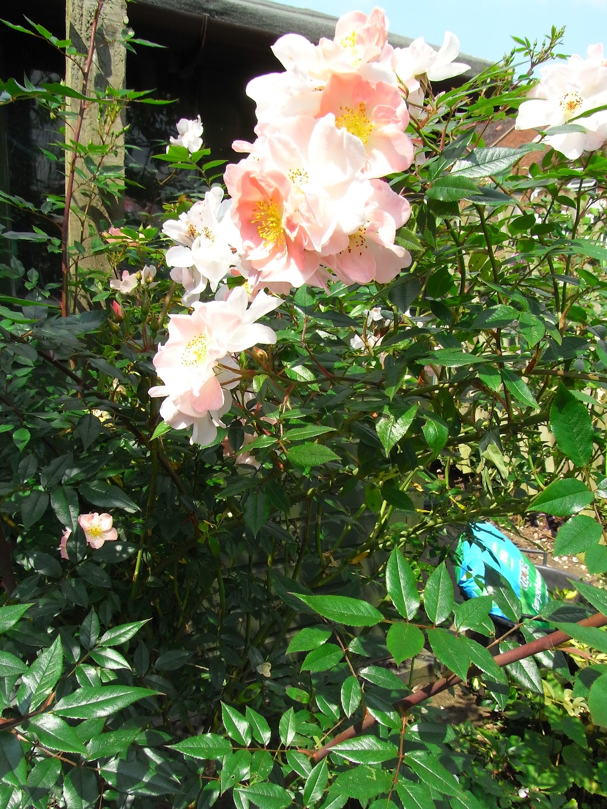 Stasher: David Austin Roses