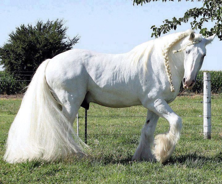 caballos finos percherones pura sangre color blanco