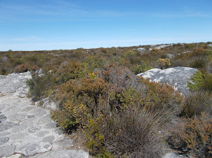 Fynbos vegetation of Table Mountain.