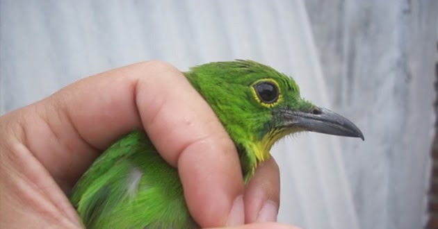 Ciri Khas Cucak Ijo Jantan Umur 4 Bulan Kebawah Warta Burung