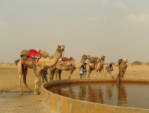 Learn about camels, where they live, what they eat, and their amazing adaptations.  Dromedary, wild Bactrian, domesticated dromedary camels. #kellysclassroomonline