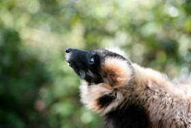 Ruffed lemur