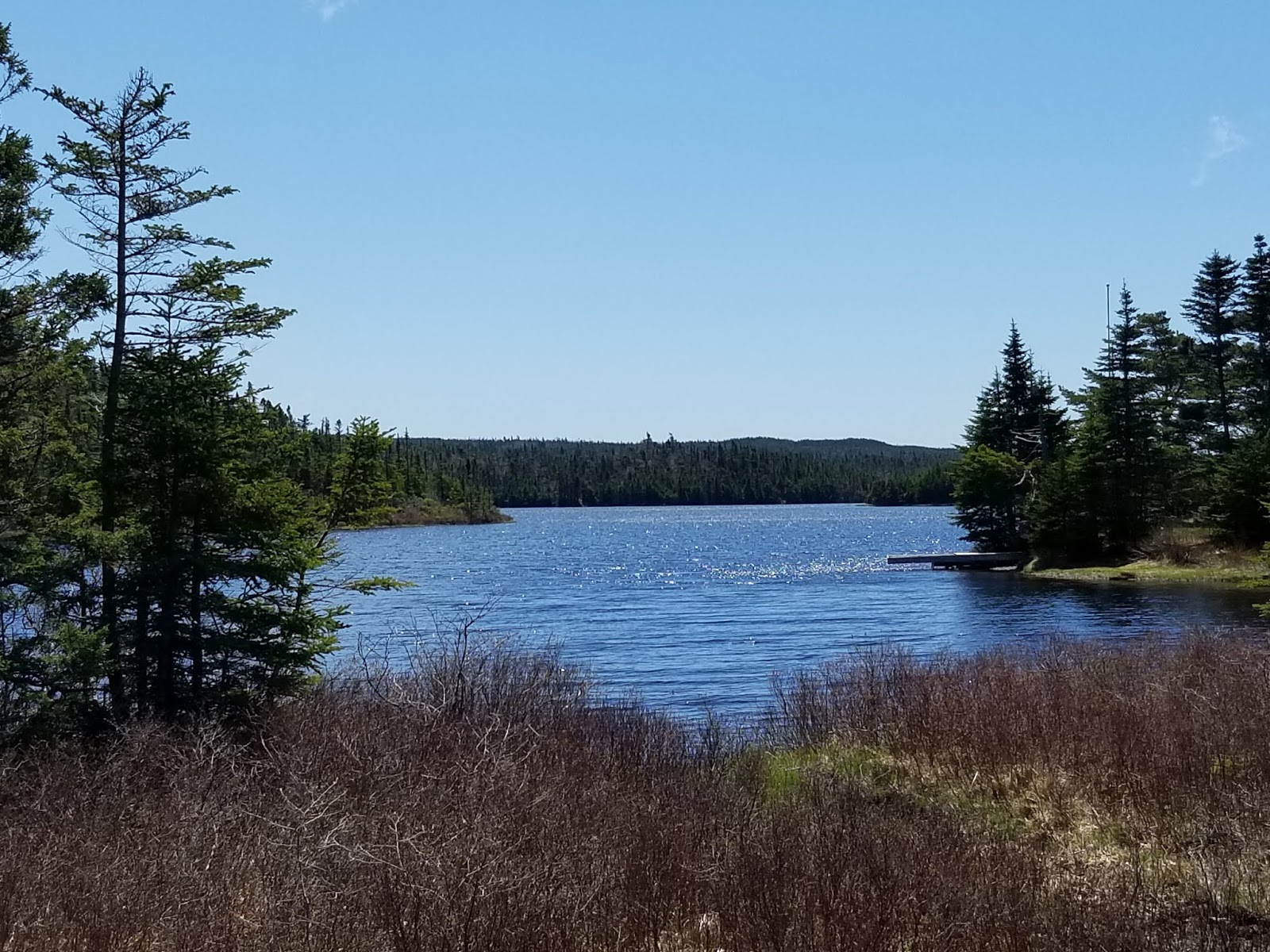 Birding the Boreal Brigus Junction to Whitbourne
