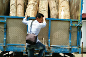 Dua Tersangka Illegal Logging Diancaman Pidana Minimal Setahun