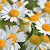 Can Chamomile Benefit Your Health?