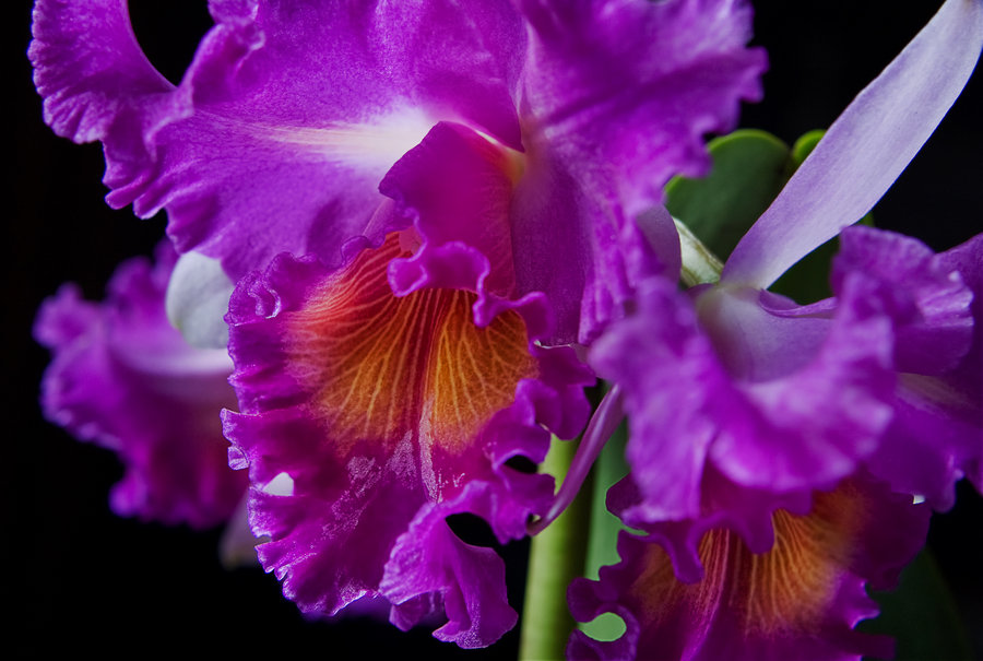 Cattleyas Beautiful Orchid ~ Flower Home