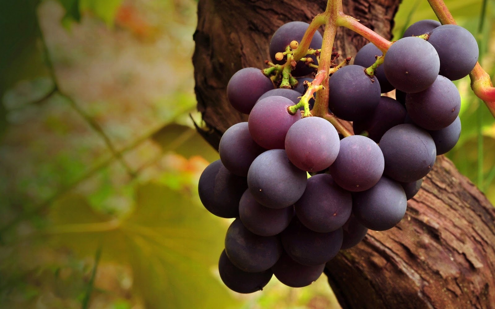 Black Grapes Wallpaper
