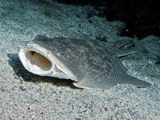 Angel Shark Binatang Atau Hewan Langka Di Dunia Yang Terancam Punah
