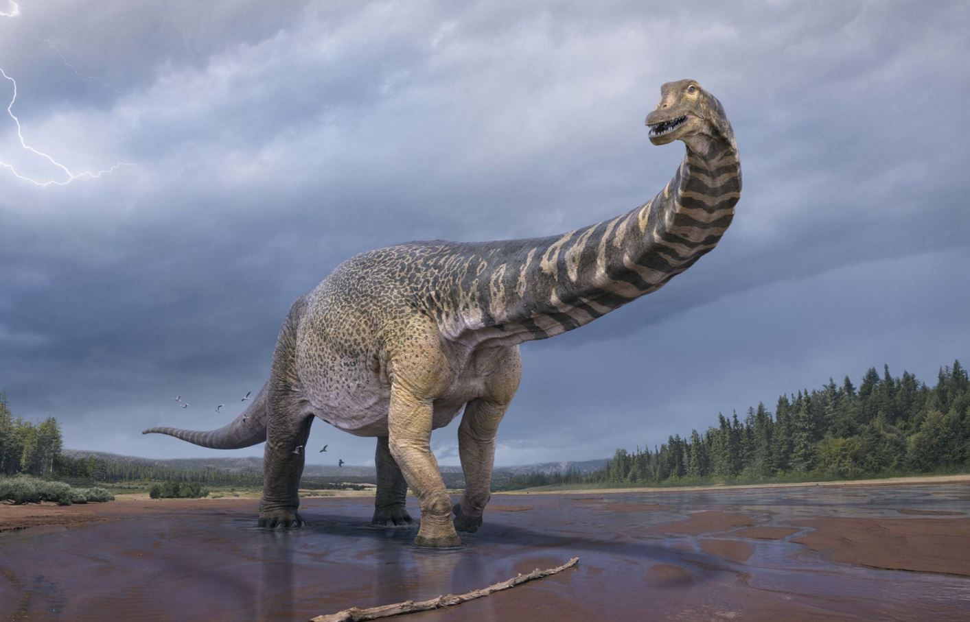 Bilim insanları, Avustralya'da dünyanın en büyük dinozorlarından biri olan yeni bir dinozor türünün keşfini doğruladılar.