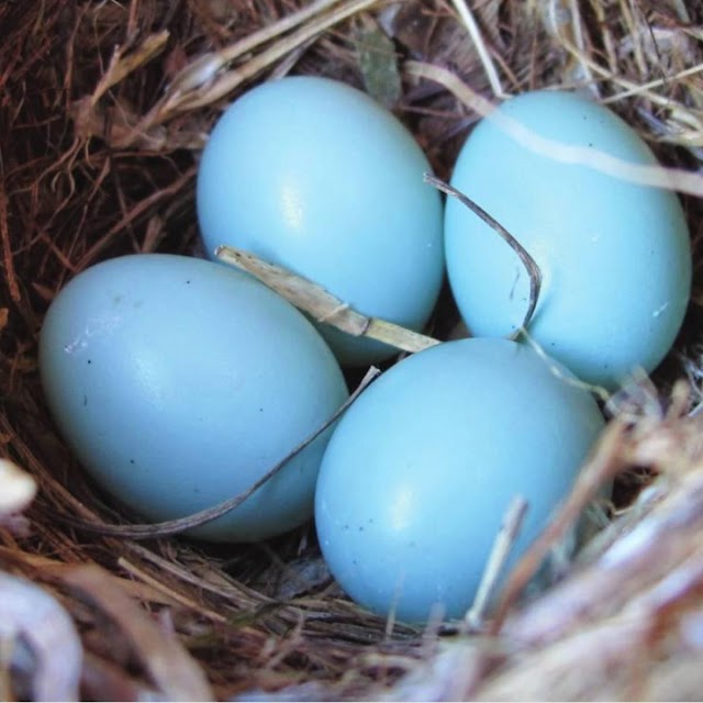 Mucizevi Mavi Yumurta Nedir ? | Mavi Yumurta Faydaları Nelerdir ?