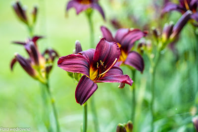 Powsin ogród botaniczny PAN rośliny kwitnące