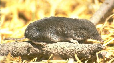 least shrew Cryptotis parva