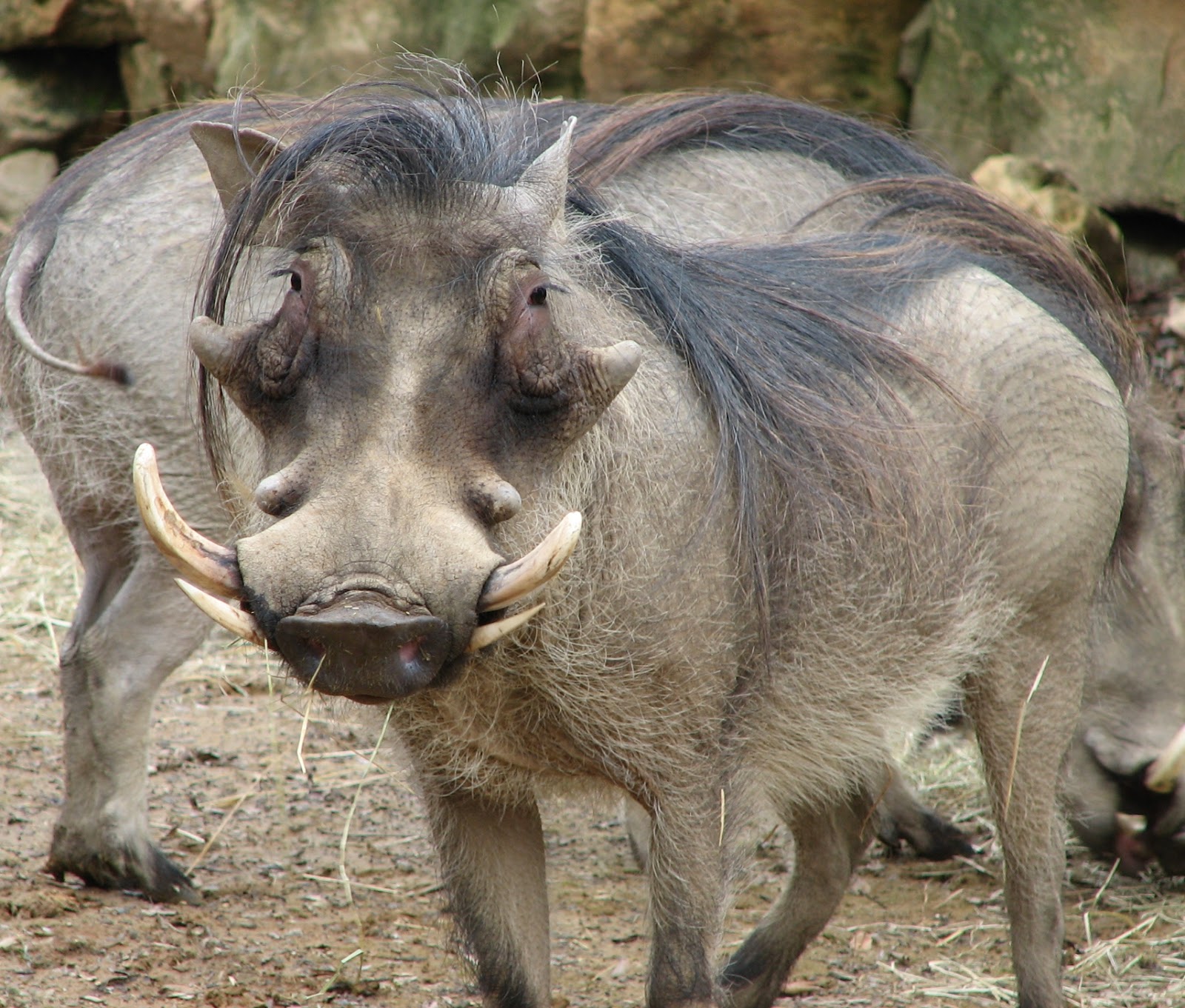 Warthog Wallpapers Animals Library