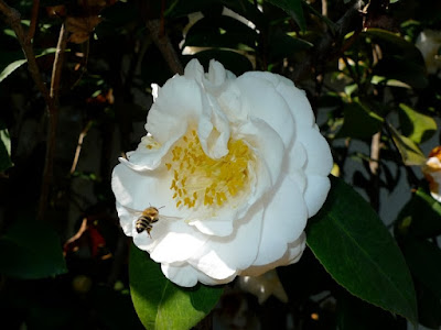 Bee & Camellia: photo by Cliff Hutson