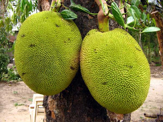  أشياء غريبة لن تجدها إلا في اليابان ! Jackfruit
