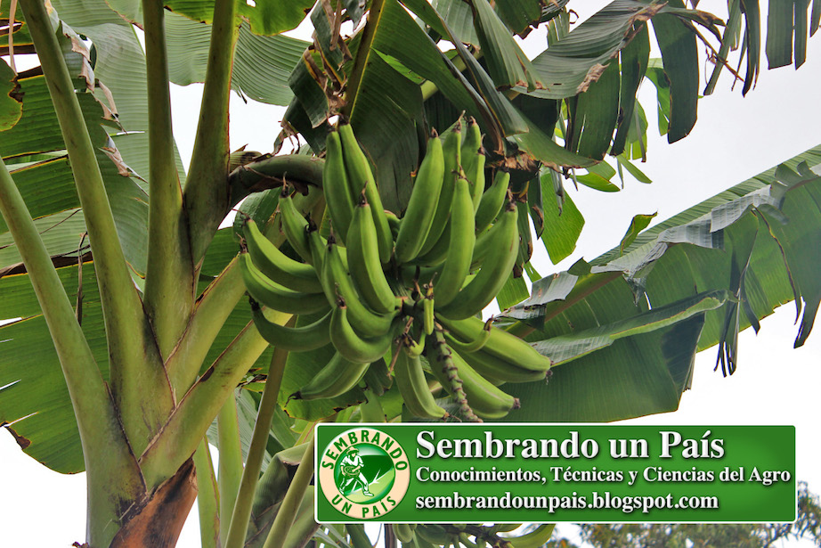 Racimo de Plátanos Verdes en Planta