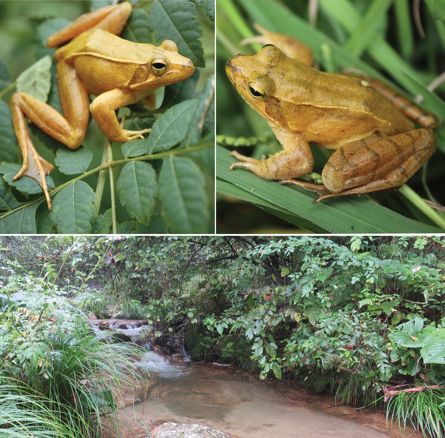 Species New to Science [Herpetology • 2017] Rana dabieshanensis • A