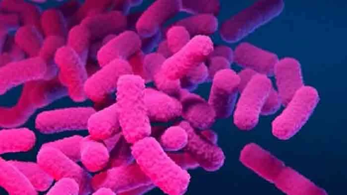 Woman confirmed of Shigella in Ernakulam, district administration strengthens testing, Kochi, News, Hospital, Treatment, District Collector, Health, Health and Fitness, Kerala