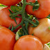 Tot ce nu știai despre cultivarea tomatelor de grădină