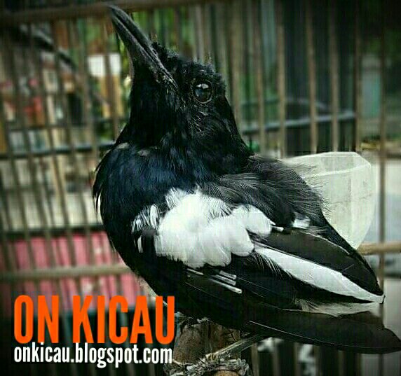 Tips Perawatan Untuk Kacer Mabung Agar Cepat Tuntas On Kicau