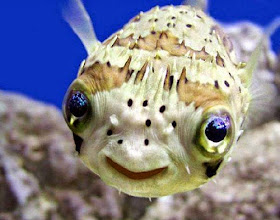 طريف: شاهدوا صور الحيوانات وهي تبتسم بطريقة مضحكة