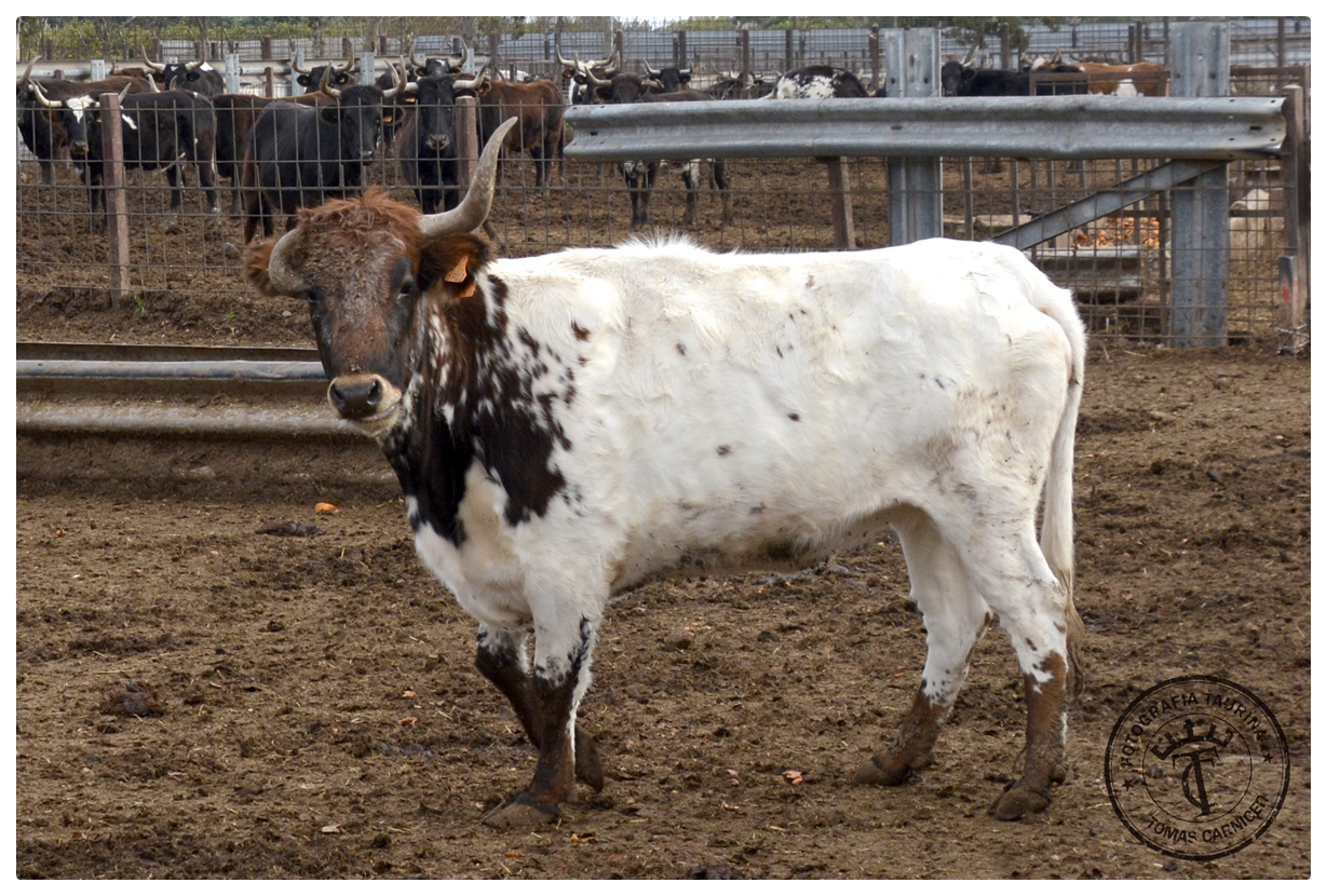 Arte y toros Ganadería de GREGORIO DE JESÚS, Sueca (Valencia)