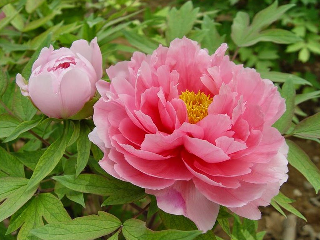 THE TREE PEONY Paeonia suffruticosa The Garden of Eaden
