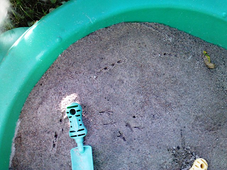 2 sets of animal tracks in green sandbox