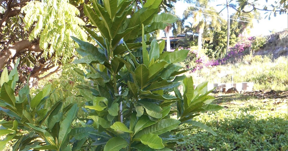A Kitchen Garden in Kihei Maui Growing an Allspice Tree