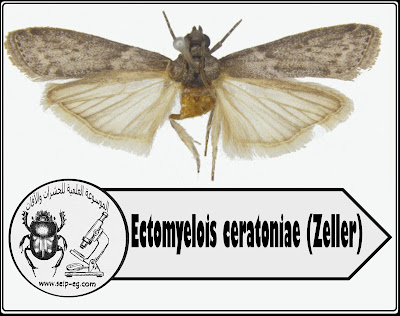 دودة البلح الصغرى Ectomyelois ceratoniae (Zeller)