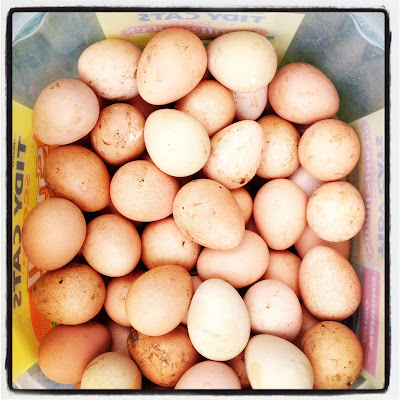 guinea fowl eggs keets tasty meat protein very hatch