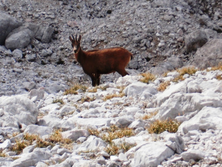 rebecos-en-picos-de-europa-cimas-de-españa