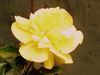 Yellow rose in full bloom