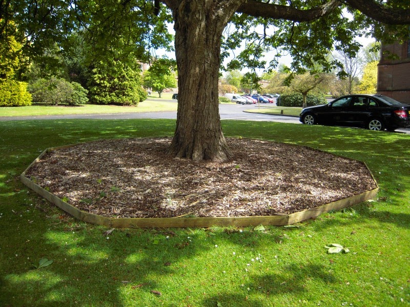 How To Grow Grass Under Trees Best Manual Lawn Aerator