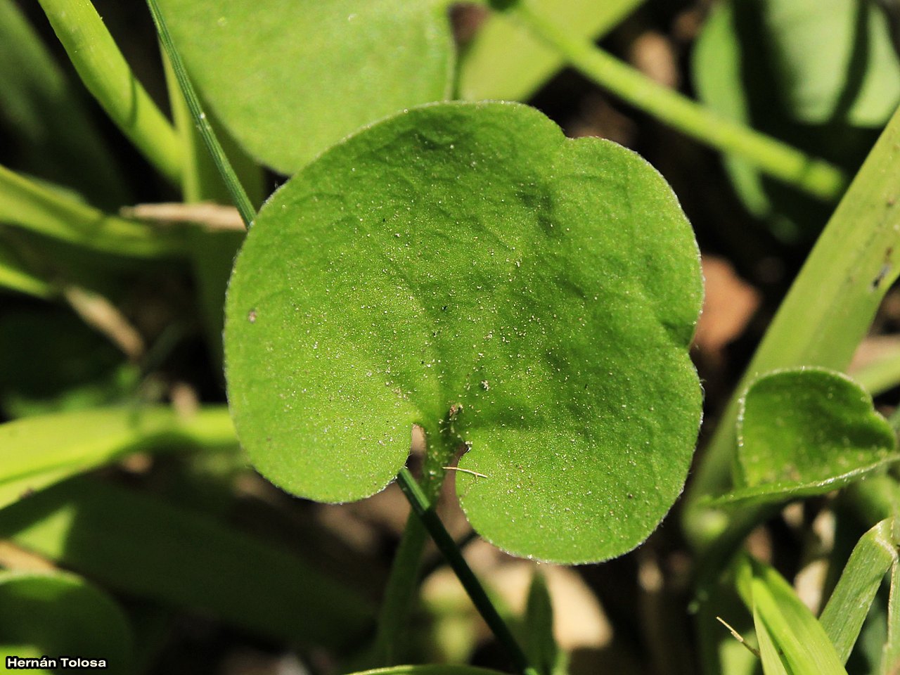 Flora Bonaerense: Oreja de ratón (Dichondra microcalyx)