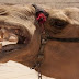 Camel Bites Off Owner’s Head After Being Tied Up In Heat All Day
