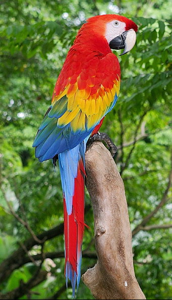 macaw-big.jpg